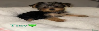 Yorkshire Terrier Puppy 1
