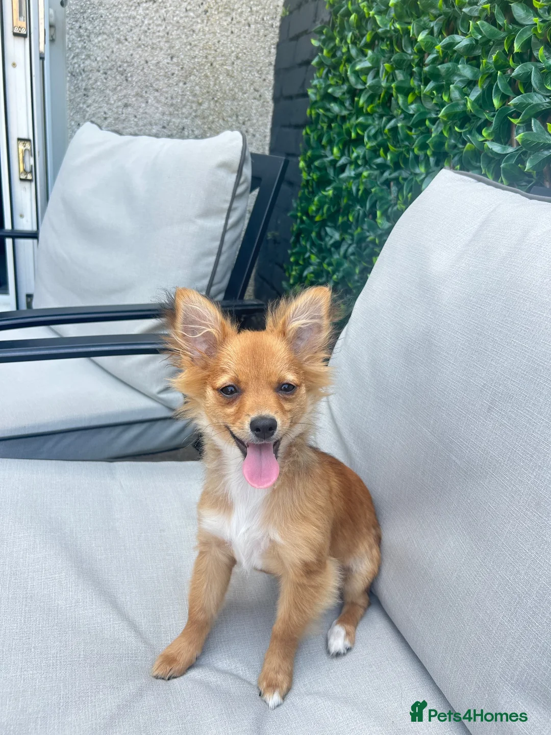 Pomchi dogs for sale: Female Pomchi for Rehoming  in Newport - Advert 2