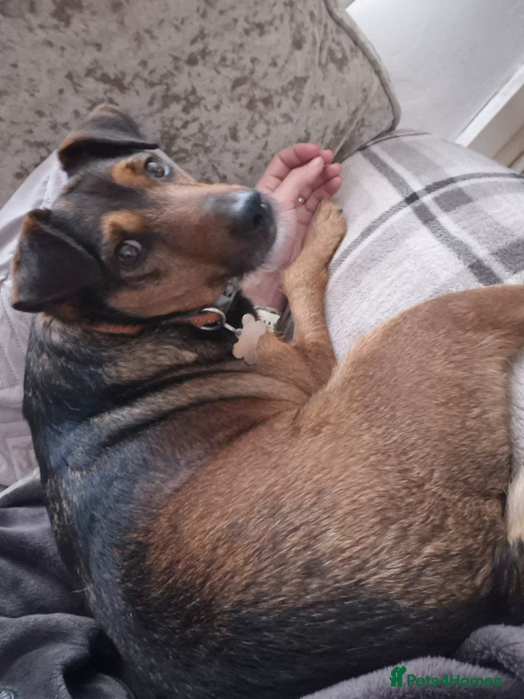 Mixed Breed dogs for adoption: 💙🐶 STAS 🐶💙 - Image 22