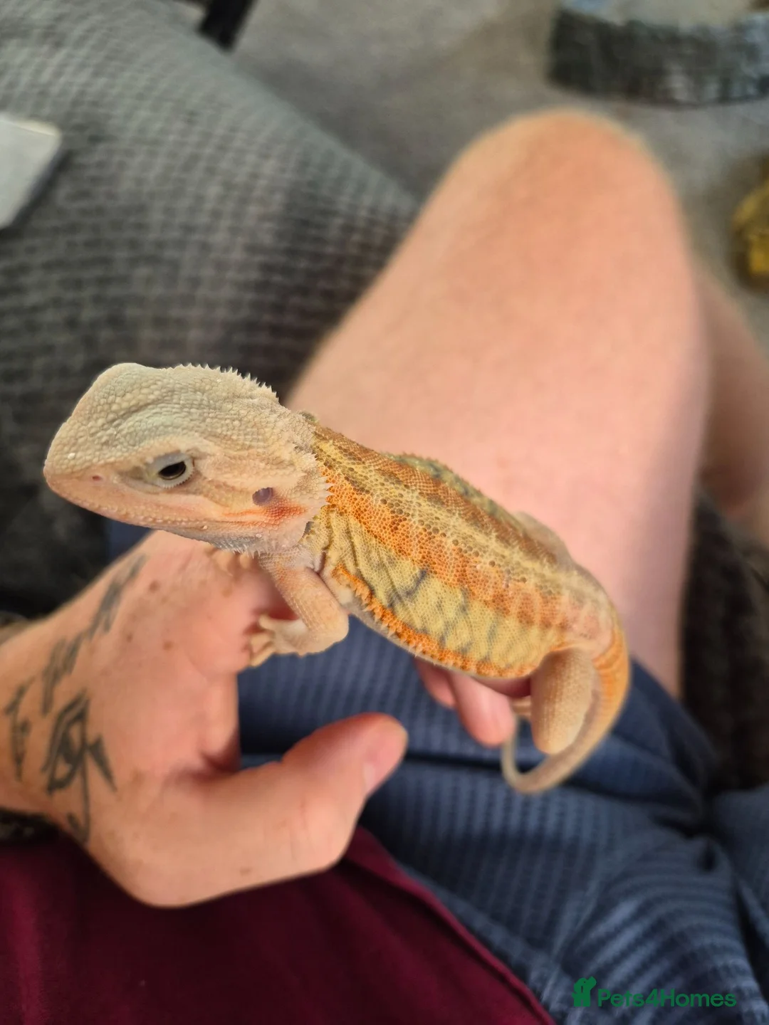 Bearded Dragon reptiles for sale: Bearded dragon babies  - Advert 1