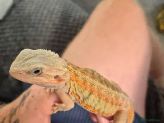 Bearded Dragon reptiles Bearded dragon babies - Advert 1