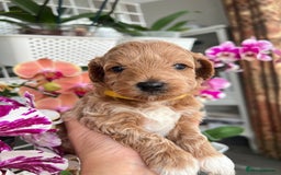 Maltipoo dogs for sale: Beautiful F1B Toy Size Maltipoo Puppies - Image 13