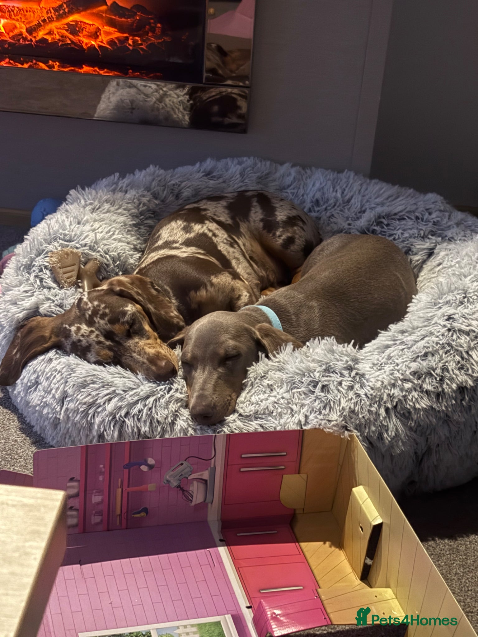 Miniature Dachshund dogs Male and female  - Advert 1