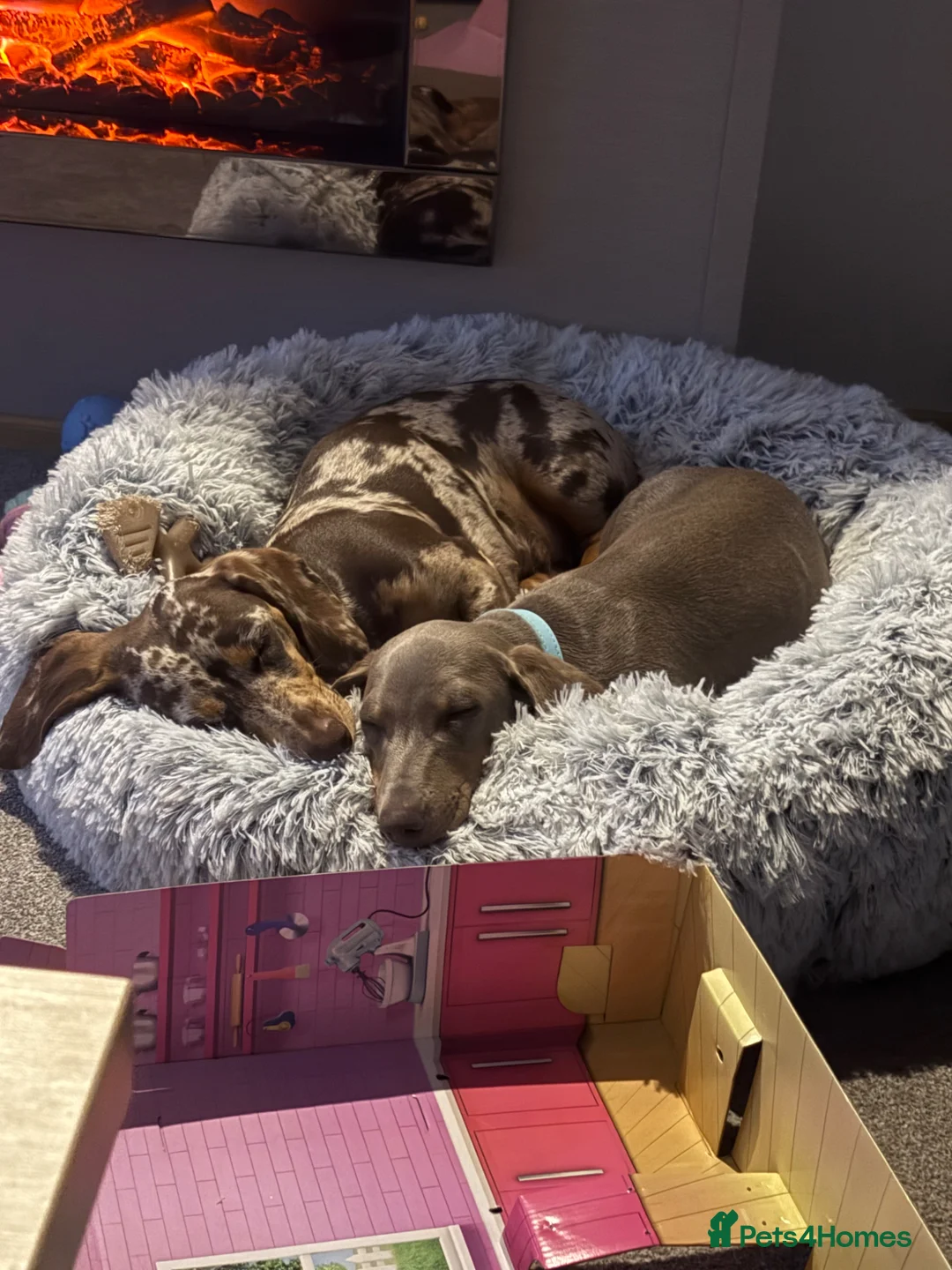 Miniature Dachshund dogs for sale: Male and female  - Advert 1