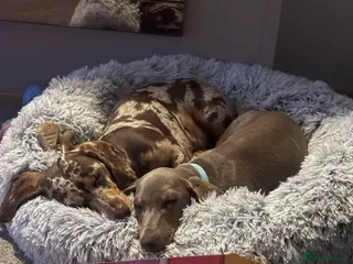Miniature Dachshund dogs Male and female - Advert 12