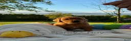 Golden Retriever dogs for sale: MGolden Retriever Puppies – Ready from 12th June - Advert 10