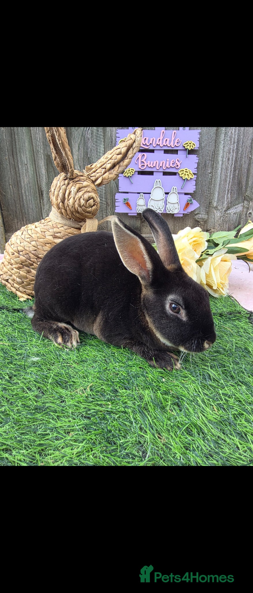 Rex rabbits BLACK OTTER BUCK READY  - Advert 8