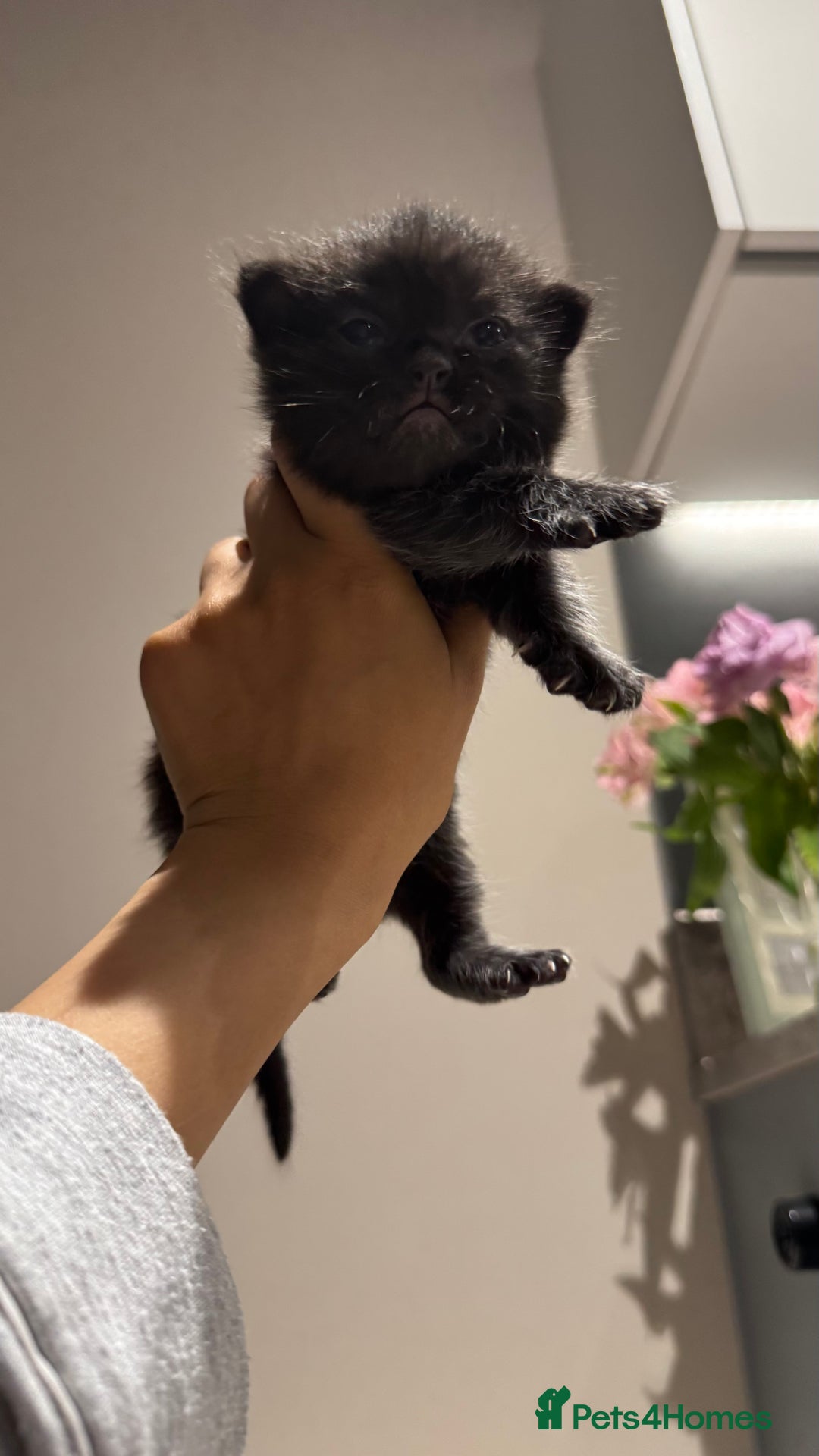 British Shorthair cats for sale: 🐾✨ Looking for Their Forever Home ✨🐾 - Image 8