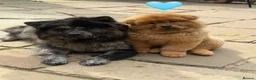 Chow Chow dogs for sale: 🐻‍❄️ Beautiful Red Chow Chow Puppies  - Advert 7