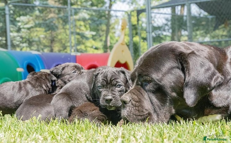 Cane Corso dogs - Advert 1