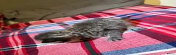 British Shorthair cats for sale: Beautiful British shorthaired kittens available in Shrewsbury - Advert 6