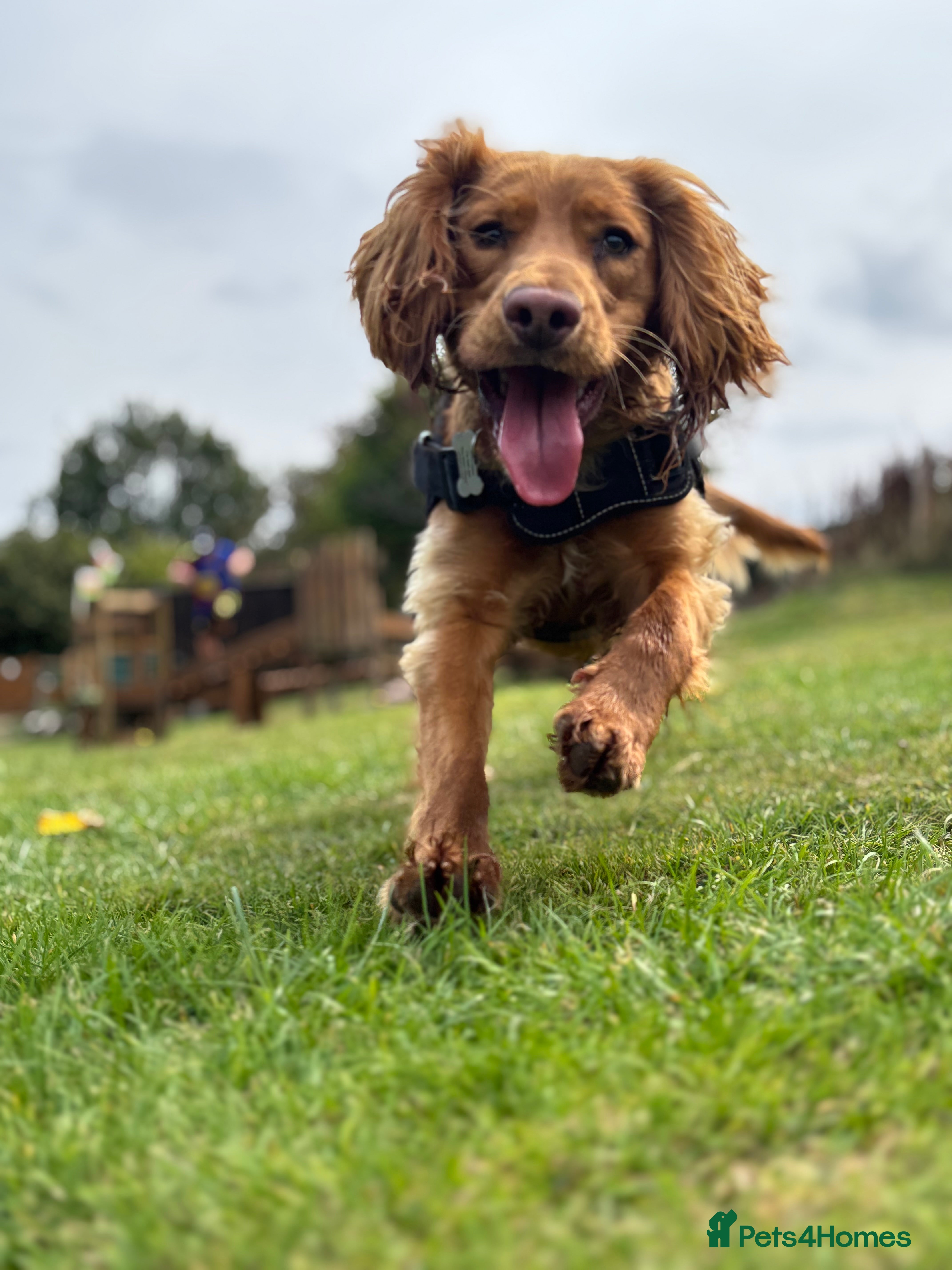 Cocker Spaniel dogs Cocker spaniel Male 1 year old  - Advert 1