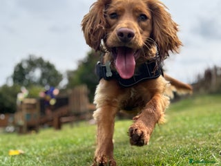 Cocker Spaniel dogs Cocker spaniel Male 1 year old - Advert 3