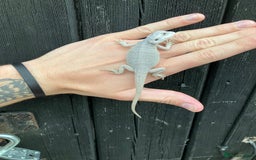 Bearded Dragon reptiles for sale: Various Bearded Dragon Morphs in Downham Market - Image 20