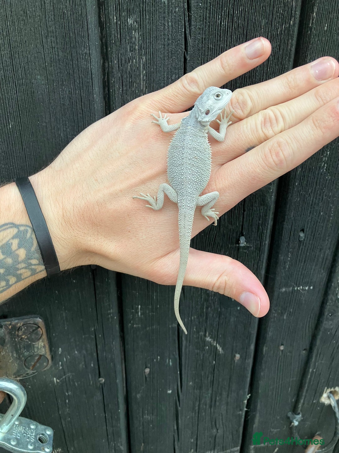 Bearded Dragon reptiles for sale: Various Bearded Dragon Morphs in Downham Market - Image 20