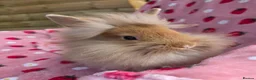 Lionhead rabbits for sale: 14 week old VERY TAME broken ginger lion head boy - Advert 12