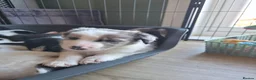Mixed Breed dogs for sale: Beardie border x blue merle and tri coloured - Advert 23