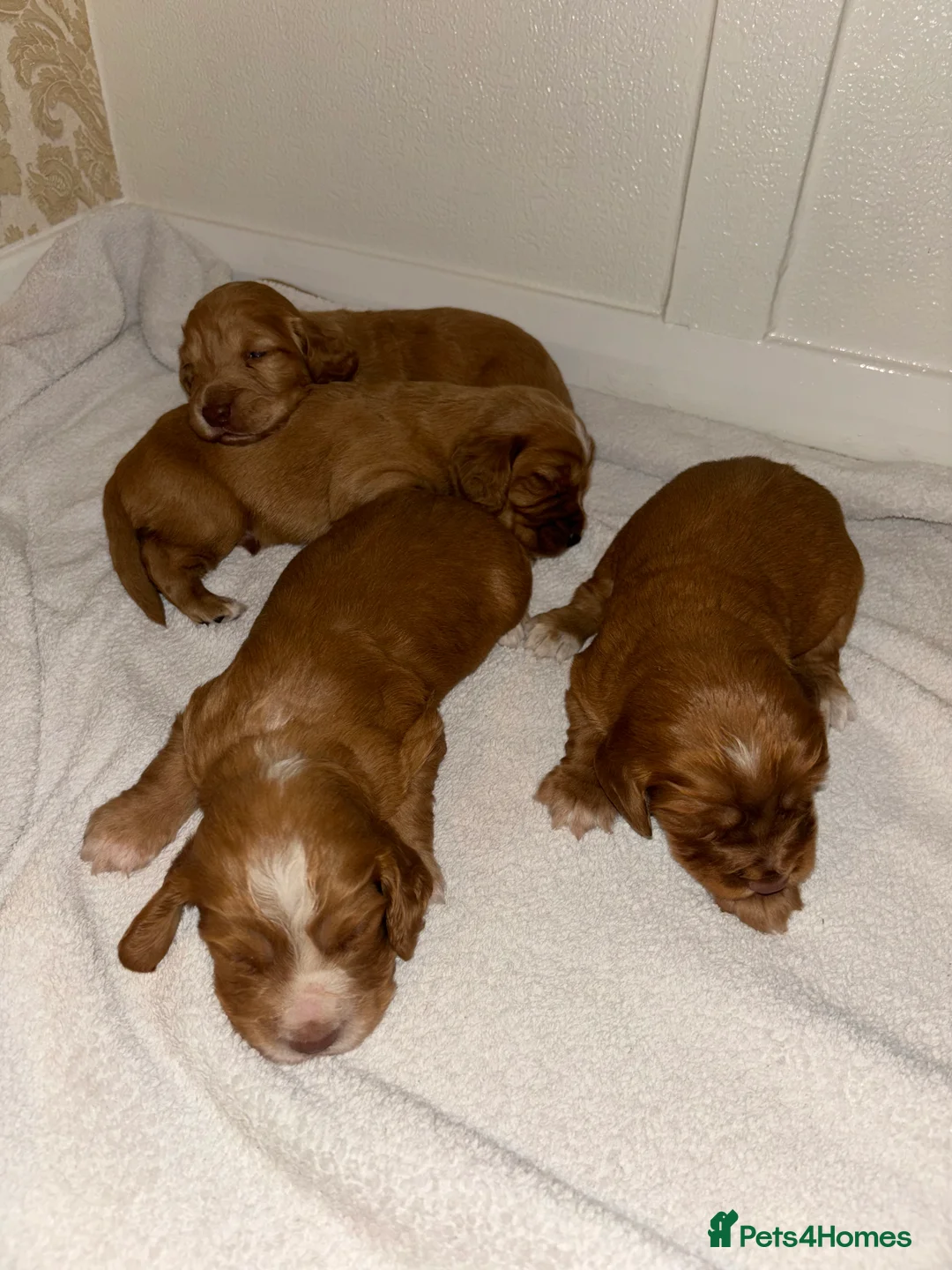 Cocker Spaniel dogs for sale: Working type cocker spaniel puppys - Advert 27