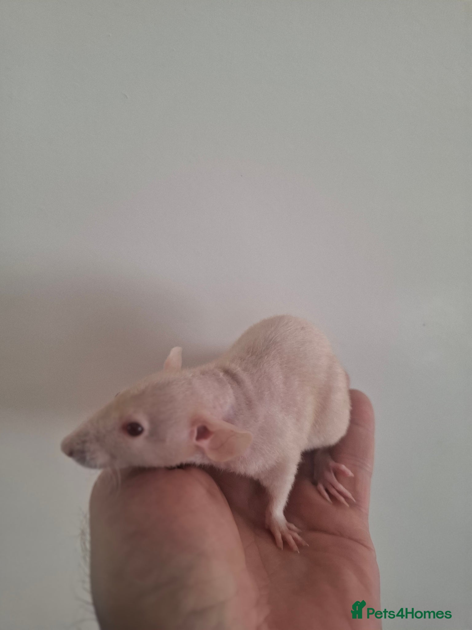 Rat rodents REX DUMBO FEMALES - Advert 4
