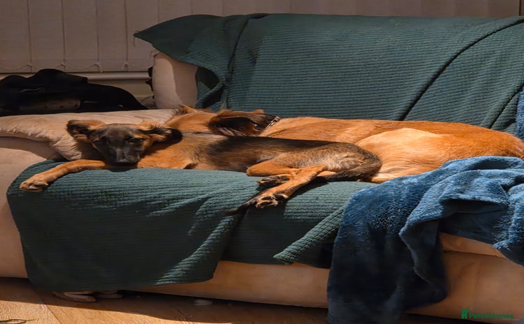 Mixed Breed dogs - Advert 2