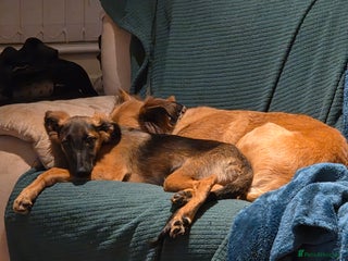 Mixed Breed dogs - Advert 6