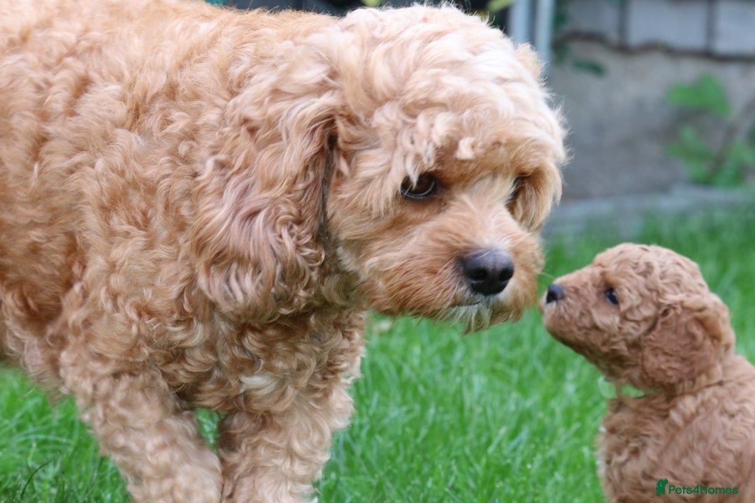 Cavapoo dogs for sale: Cavapoo  - Image 25
