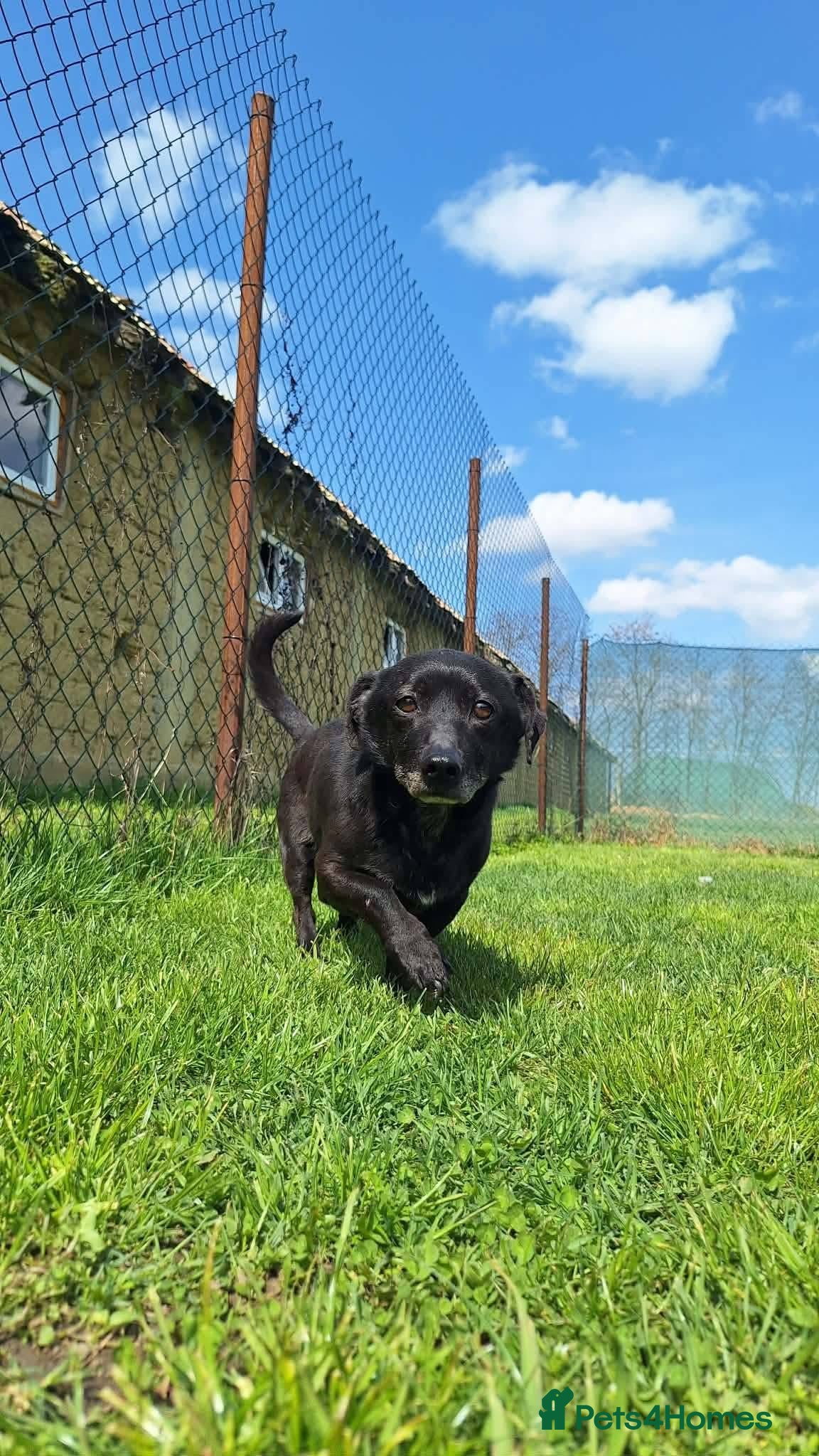 Mixed Breed dogs Toby for adoption - Advert 1