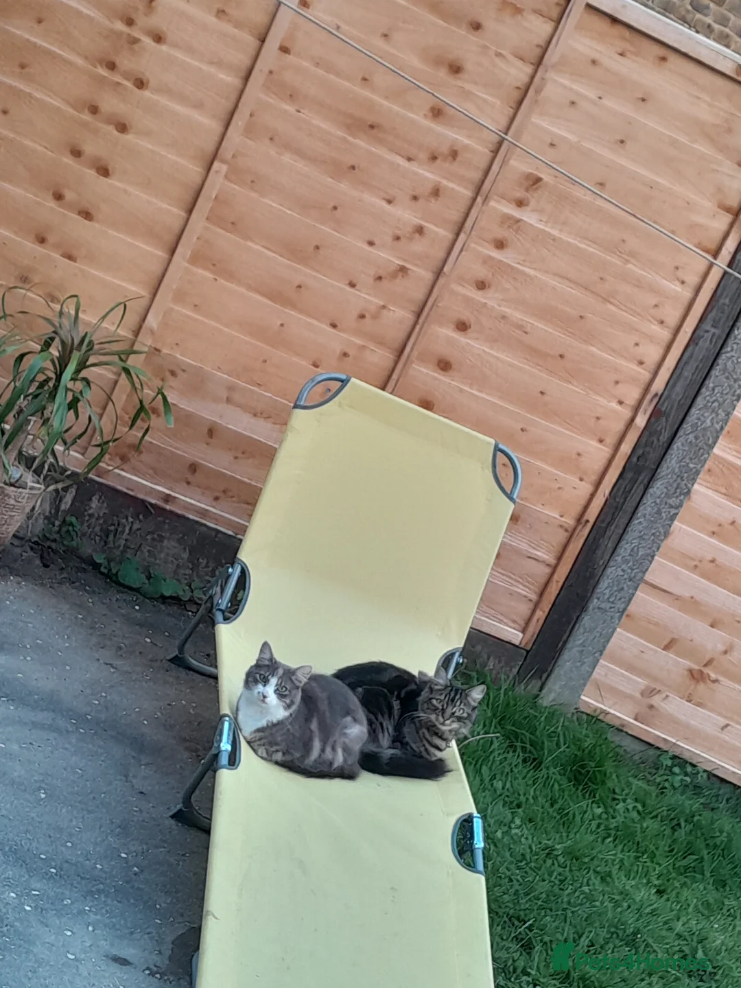 Mixed Breed cats for sale: Rehoming our family cats - Advert 3