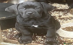 Cane Corso dogs for sale: Exceptional  - Image 10