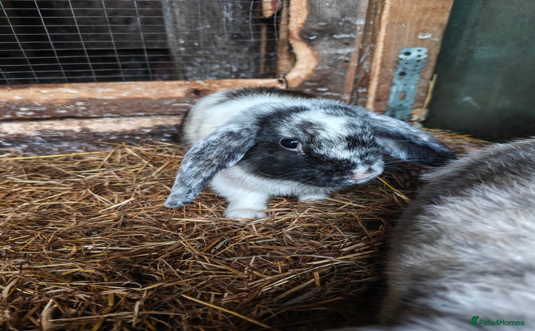 Mini Lop rabbits in Wigan - Advert 14