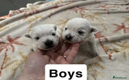 West Highland Terrier dogs for sale: Beautiful Westie Puppies - Advert 7