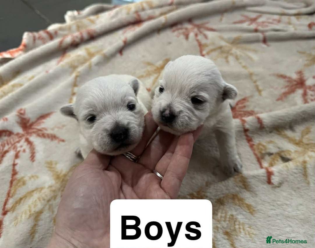 West Highland Terrier dogs for sale: Beautiful Westie Puppies - Advert 7