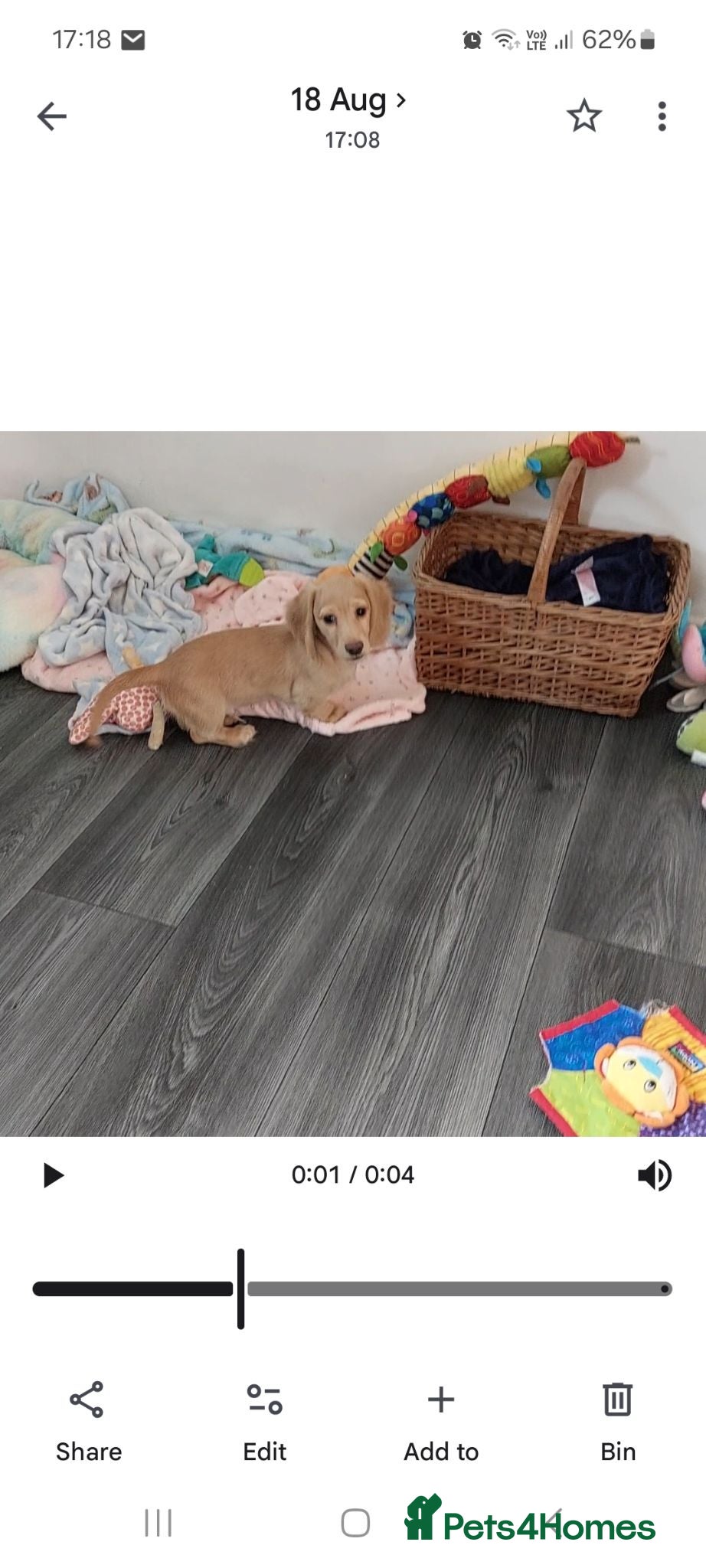 Miniature Dachshund dogs PEDIGREE CREAM LONG HAIRED MINI DACHSHUND - Advert 2