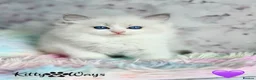 Ragdoll cats for sale: 🐾🩷*TICA REG* EU RAGDOLL KITTENS🌟 DNA CLEAR 🩵🐾 - Advert 13