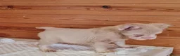 French Bulldog dogs for sale: Fluffy pink husky  **  in Stoke-on-Trent - Advert 17