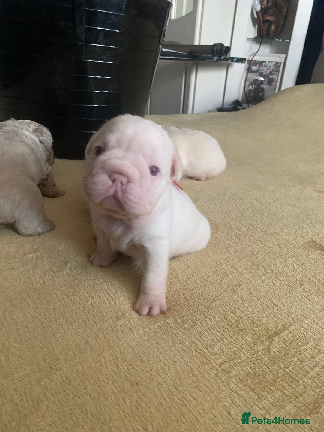 French Bulldog dogs for sale: Platinum Visual Pink French Bulldog Male - Advert 24