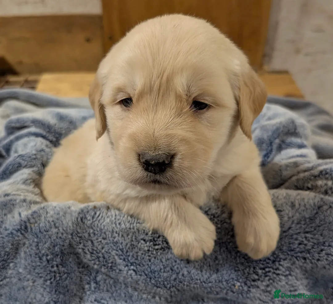 Golden Retriever dogs for sale: Golden Retrievers Family - Advert 5