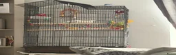 Budgerigars birds for sale: Budgie for sale (SKYE) - Advert 4