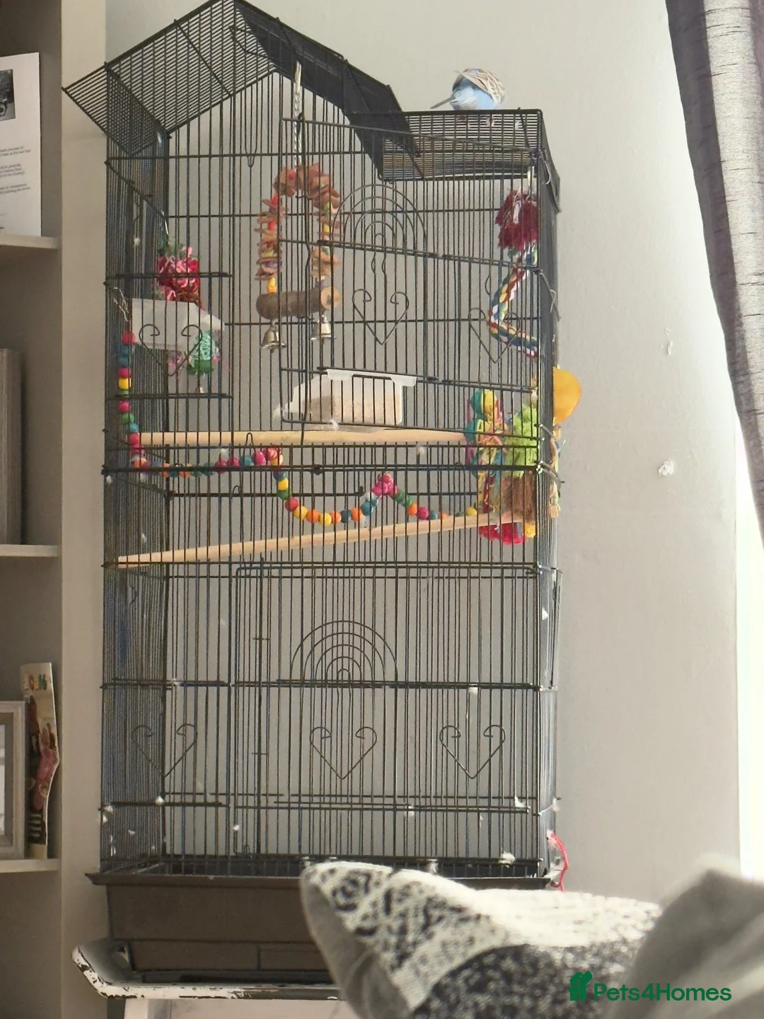 Budgerigars birds for sale: Budgie for sale (SKYE) - Advert 4