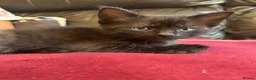 Mixed Breed cats for sale: Kittens for sale - Advert 6