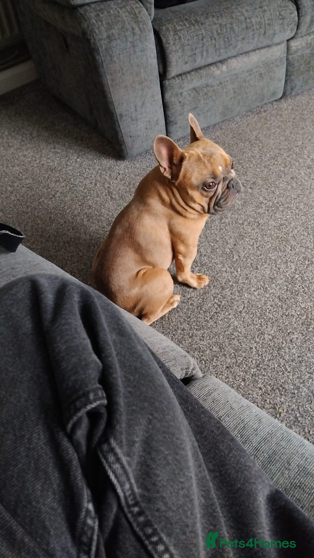 Mixed Breed dogs for sale: 2 and a half year old boy frenchie - Advert 4