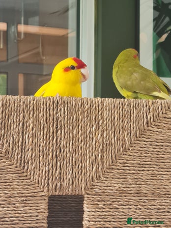 Parakeets birds - Advert 3