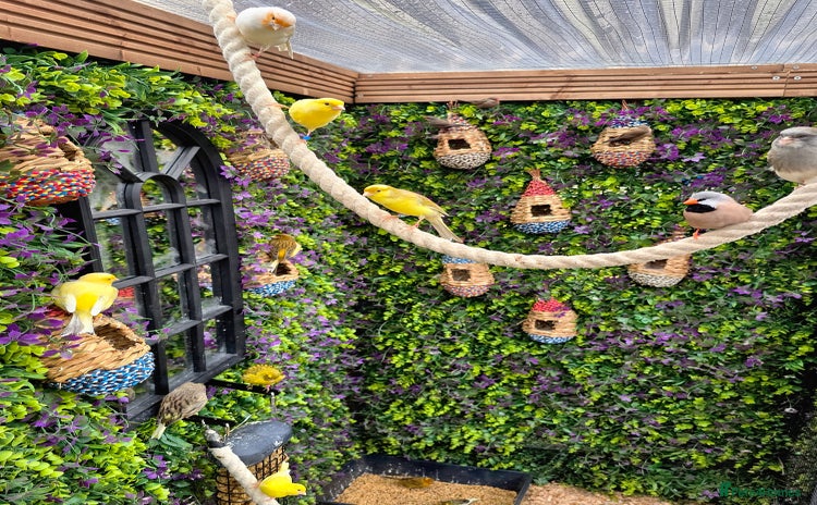 Canaries birds - Advert 3