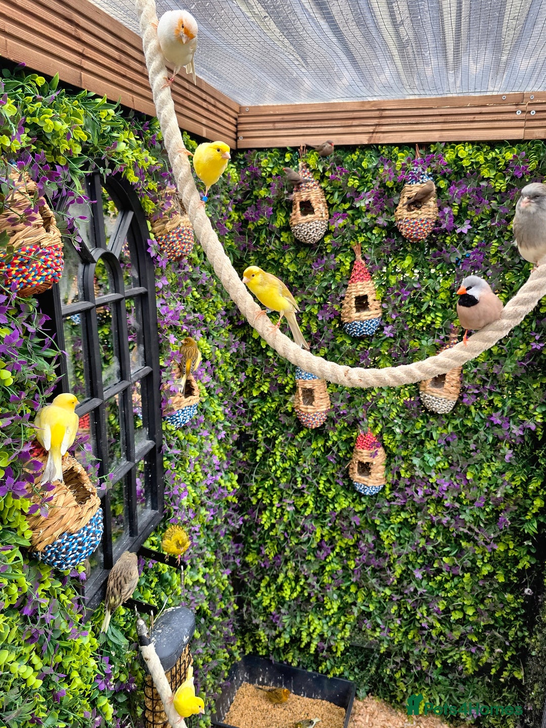 Canaries birds for sale: Various Canaries Available - Advert 1