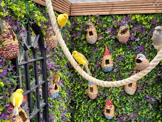 Canaries birds Various Canaries Available - Advert 2