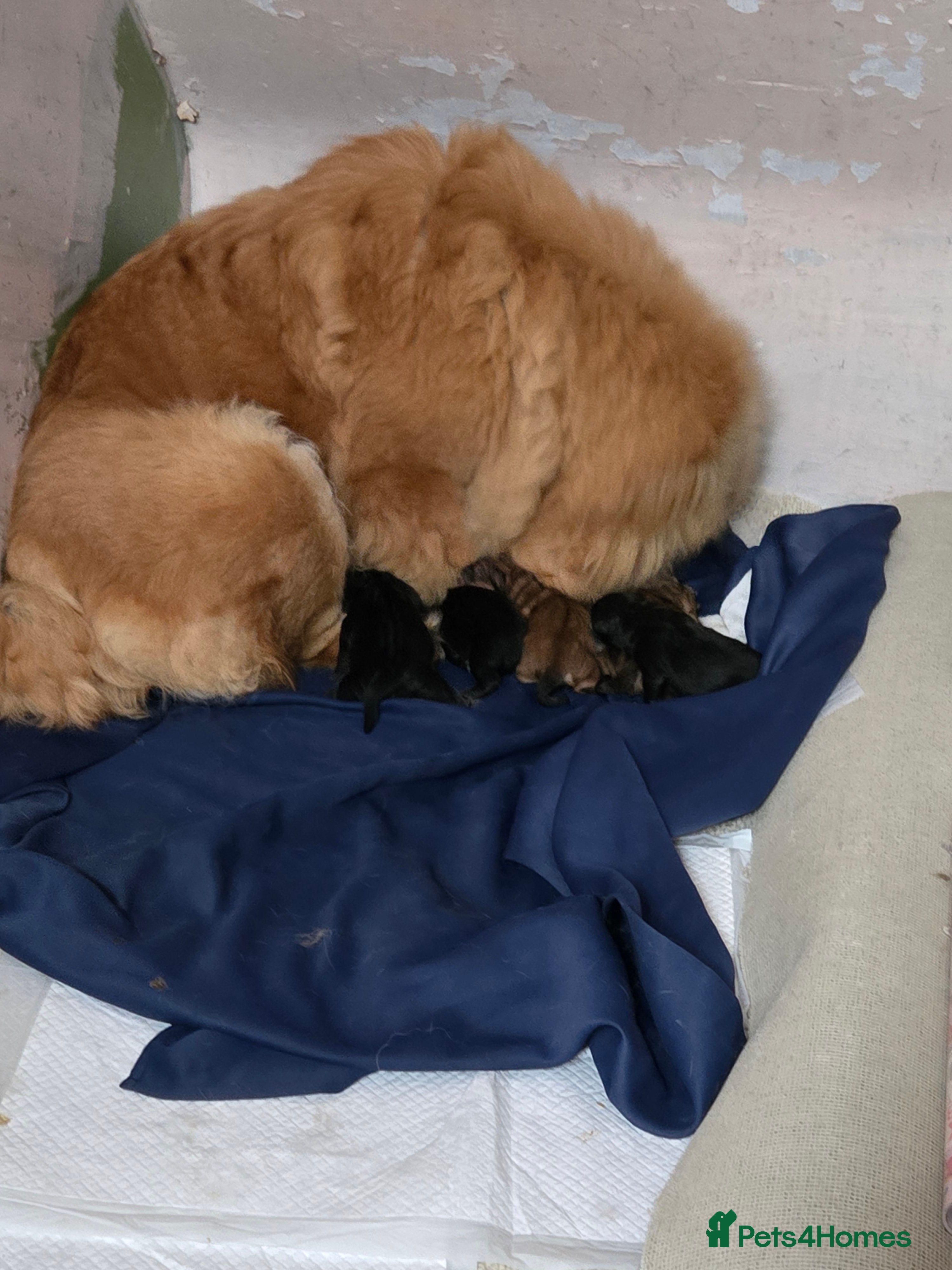 Chow Chow dogs Chow chow puppies - Advert 16