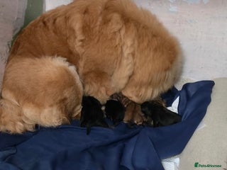 Chow Chow dogs Chow chow puppies - Advert 8