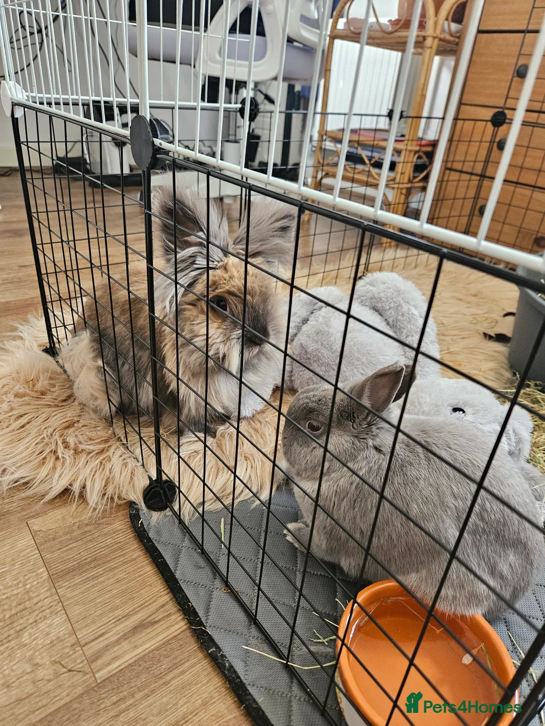 Lionhead rabbits for sale: 2 female spayed rabbits - Advert 3
