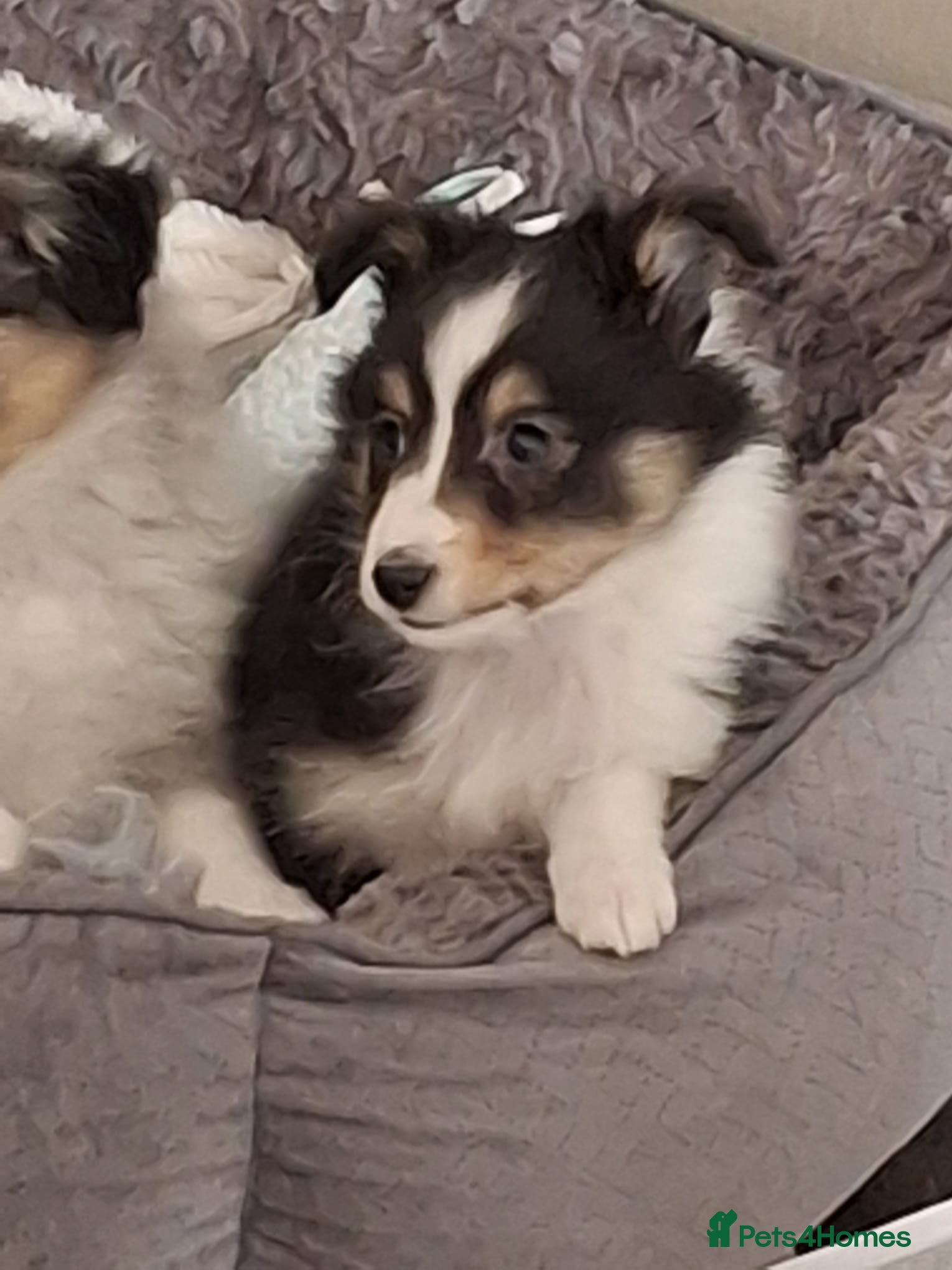 Shetland Sheepdog dogs Tricolour Shetland Sheepdog Male - Advert 2