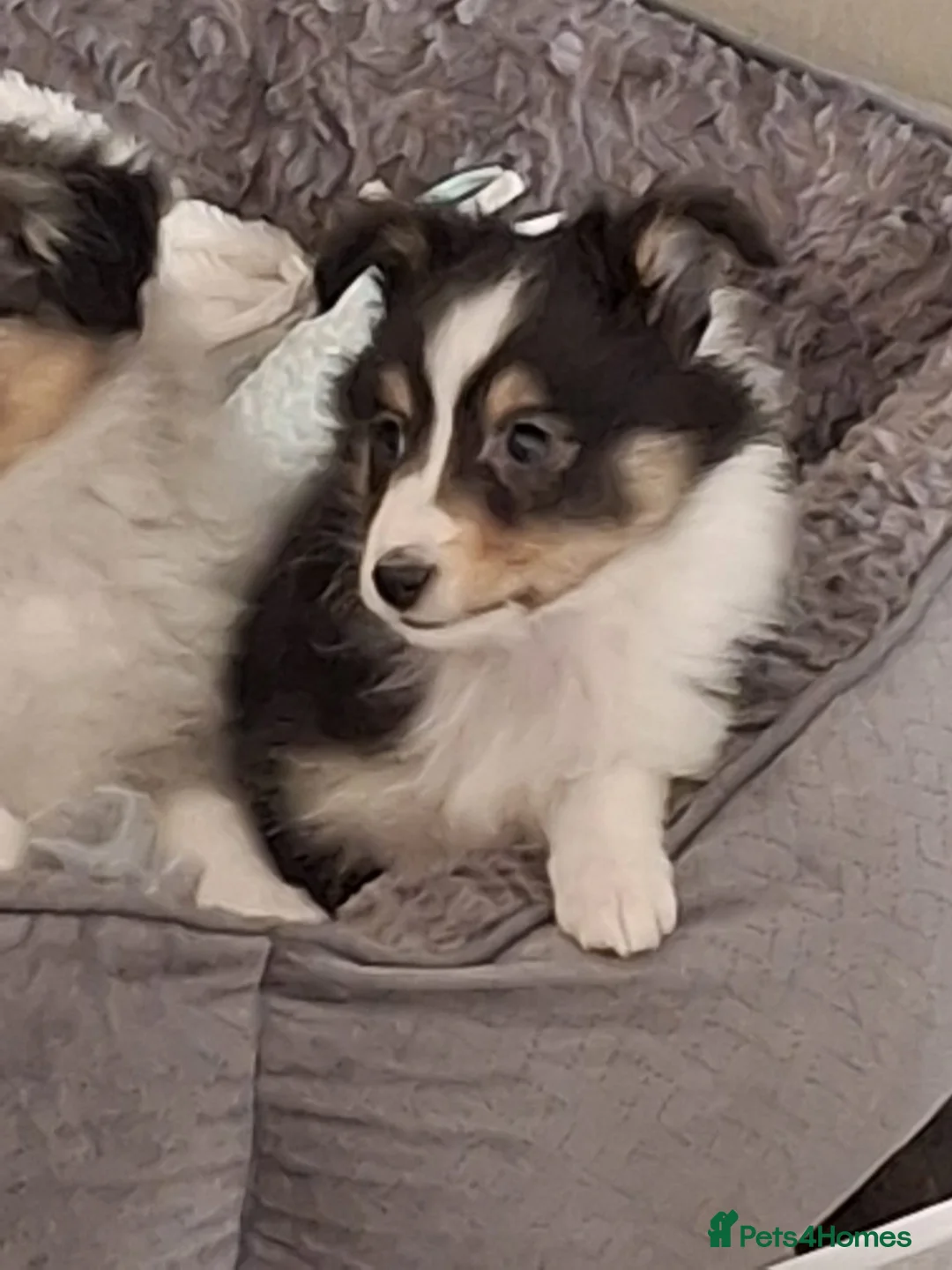Shetland Sheepdog dogs for sale: Tricolour Shetland Sheepdog Male in Stowmarket - Advert 1